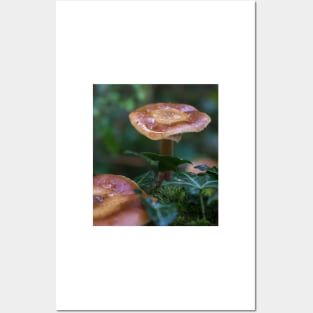 Beautiful watery mushrooms in a bed of green muss in a forest. Posters and Art